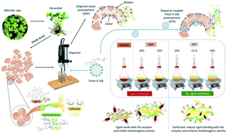Graphical abstract: Profitable disperser coupled surfactant pretreatment of aquatic phytomass for energy efficient solubilization and biomethanation: a study on lignin inhibition and its possible solutions