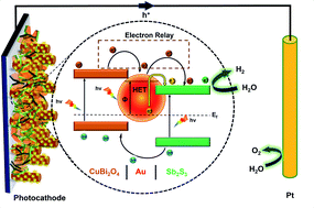 Graphical abstract: Plasmonic Au nanoparticle sandwiched CuBi2O4/Sb2S3 photocathode with multi-mediated electron transfer for efficient solar water splitting