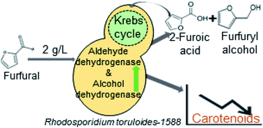 Graphical abstract: Investigating the ability of Rhodosporidium toruloides-1588 to use furfural as a carbon source and its degradation: an enzyme identification study