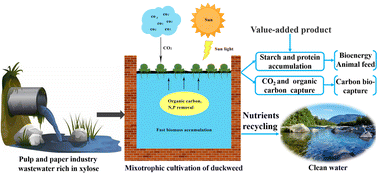 Graphical abstract: Use of hemicellulose-derived xylose for environmentally sustainable starch production by mixotrophic duckweed