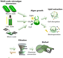 Graphical abstract: Recent advances in photobioreactor systems for sustainable and enhanced microalgal biofuel production