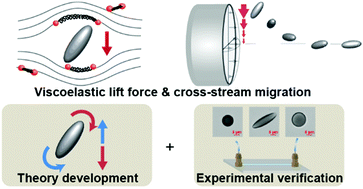 Graphical abstract: Experimental and theoretical studies of cross-stream migration of non-spherical particles in a quadratic flow of a viscoelastic fluid