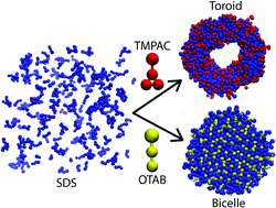 Graphical abstract: Scission energy and topology of micelles controlled by the molecular structure of additives