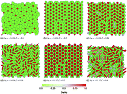 Graphical abstract: Role of Delta-Notch signalling molecules on cell–cell adhesion in determining heterogeneous chemical and cell morphological patterning