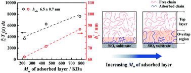 Graphical abstract: The role of the molecular weight of the adsorbed layer on a substrate in the suppressed dynamics of supported thin polystyrene films
