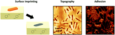 Graphical abstract: Investigations on sub-structures within cavities of surface imprinted polymers using AFM and PF-QNM