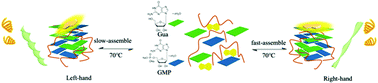 Graphical abstract: A molecular crowding thermo-switchable chiral G-quartet hydrogel with circularly polarized luminescence property