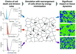 Graphical abstract: Differences in cell death and division rules can alter tissue rigidity and fluidization