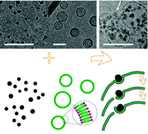 Graphical abstract: Tear of lipid membranes by nanoparticles