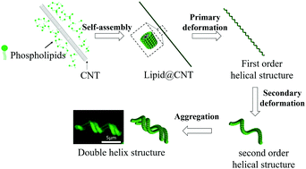 Graphical abstract: Micrometer-size double-helical structures from phospholipid-modified carbon nanotubes