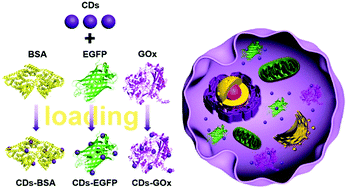 Graphical abstract: A general carbon dot-based platform for intracellular delivery of proteins