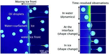 Graphical abstract: Solute effects on the dynamics and deformation of emulsion droplets during freezing