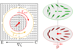 Graphical abstract: Activity gradients in two- and three-dimensional active nematics