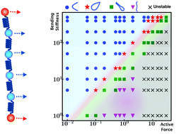 Graphical abstract: Emergent conformational properties of end-tailored transversely propelling polymers