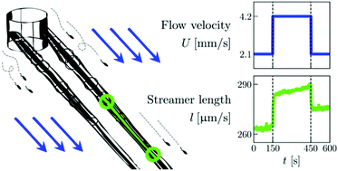 Graphical abstract: A microfluidic platform for characterizing the structure and rheology of biofilm streamers