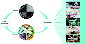 Graphical abstract: Adhesion advances: from nanomaterials to biomimetic adhesion and applications