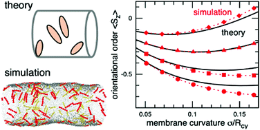 Graphical abstract: Binding of anisotropic curvature-inducing proteins onto membrane tubes
