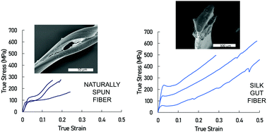 Graphical abstract: Unexpected high toughness of Samia cynthia ricini silk gut