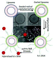 Graphical abstract: Hollow spherical nucleic acid structures based on polymer-coated phospholipid vesicles