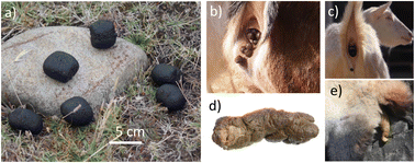 Graphical abstract: Drying dynamics of pellet feces