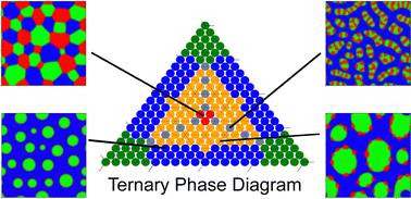 Graphical abstract: Spontaneous phase separation of ternary fluid mixtures