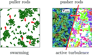 Graphical abstract: Emergent collective dynamics of pusher and puller squirmer rods: swarming, clustering, and turbulence
