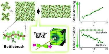 Graphical abstract: Linking microscopic structural changes and macroscopic mechanical responses in a near-ideal bottlebrush elastomer under uniaxial deformation