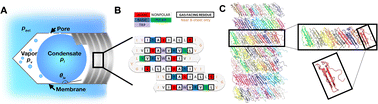 Graphical abstract: The buckling-condensation mechanism driving gas vesicle collapse