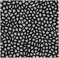 Graphical abstract: Bridging microscopic cell dynamics to nematohydrodynamics of cell monolayers