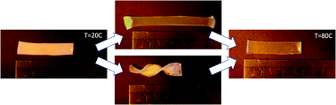 Graphical abstract: Thiol–acrylate side-chain liquid crystal elastomers