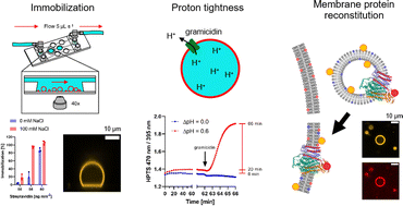 Graphical abstract: Experimental platform for the functional investigation of membrane proteins in giant unilamellar vesicles