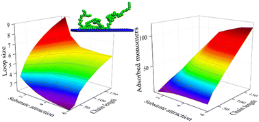 Graphical abstract: Langevin dynamics simulation on optimal conditions for large and stable loops of adsorbed homopolymers on substrates