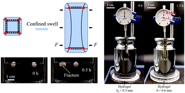 Graphical abstract: Harnessing osmotic swelling stress for robust hydrogel actuators