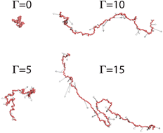 Graphical abstract: Active and thermal fluctuations in multi-scale polymer structure and dynamics