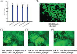 Graphical abstract: Antibacterial hydrogels of aromatic tripeptides