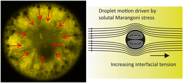 Graphical abstract: Phase separation in evaporating all-aqueous sessile drops