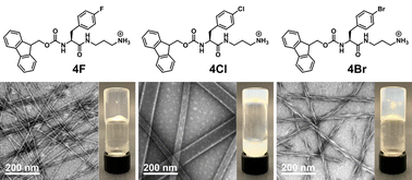 Graphical abstract: Side-chain halogen effects on self-assembly and hydrogelation of cationic phenylalanine derivatives