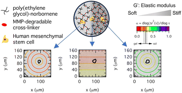 Graphical abstract: Measuring human mesenchymal stem cell remodeling in hydrogels with a step-change in elastic modulus