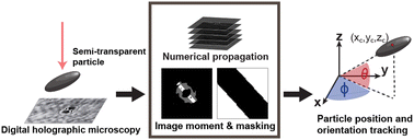 Graphical abstract: A forward reconstruction, holographic method to overcome the lens effect during 3D detection of semi-transparent, non-spherical particles