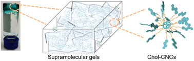 Graphical abstract: Controllable gelation of coordination nanocages from the physical interactions among surface grafted cholesteryl groups