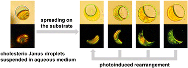 Graphical abstract: Compartmentalized Janus droplets of photoresponsive cholesteric liquid crystals and poly(dimethylsiloxane)-based oligomers