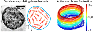 Graphical abstract: Response of vesicle shapes to dense inner active matter