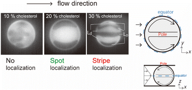 Graphical abstract: Domain dynamics of phase-separated lipid membranes under shear flow
