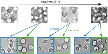 Graphical abstract: Dynamically shaping the surface of silica colloids