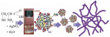 Graphical abstract: Self-assembly in systems based on l-cysteine–silver-nitrate aqueous solution: multiscale computer simulation