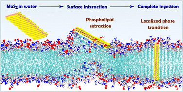 Graphical abstract: MoS2 nanosheet induced destructive alterations in the Escherichia coli bacterial membrane