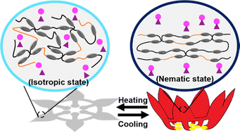 Graphical abstract: Three-dimensional thermochromic liquid crystal elastomer structures with reversible shape-morphing and color-changing capabilities for soft robotics