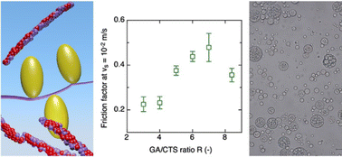 Graphical abstract: Rheology and tribology of chitosan/Acacia gum complex coacervates