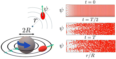 Graphical abstract: Microswimmers in vortices: dynamics and trapping