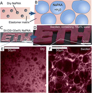 Graphical abstract: Hydroelastomers: soft, tough, highly swelling composites